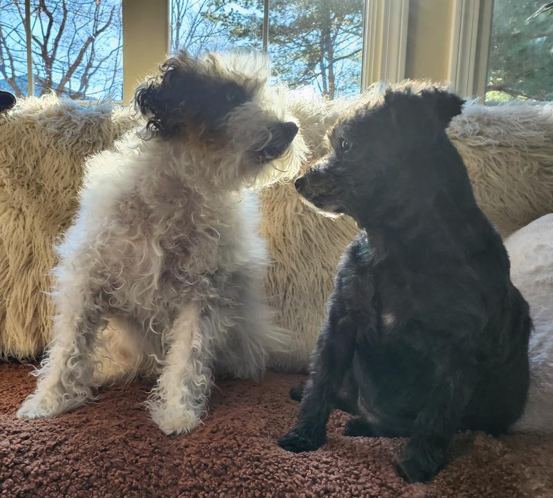 My two rescues Hogan 13 & Nettie 11