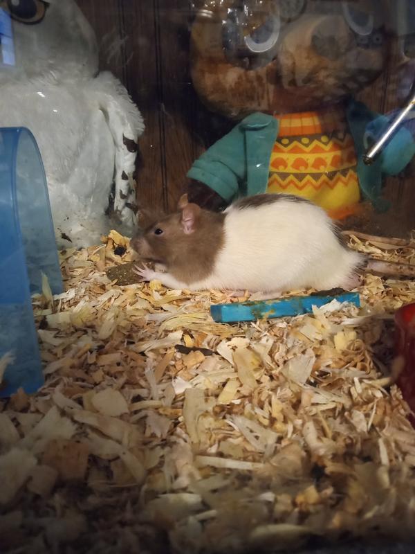 Crispy Pellets - Breeder Rats & Mice - Omnivores 20kg - Aliment d'é