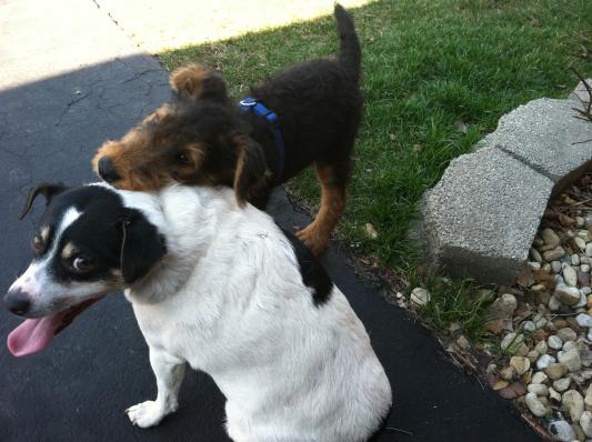 Teddy playing with new puppy losing weight. Lost 10 pounds in the end. 25.8 pounds in six months of feeding this food.