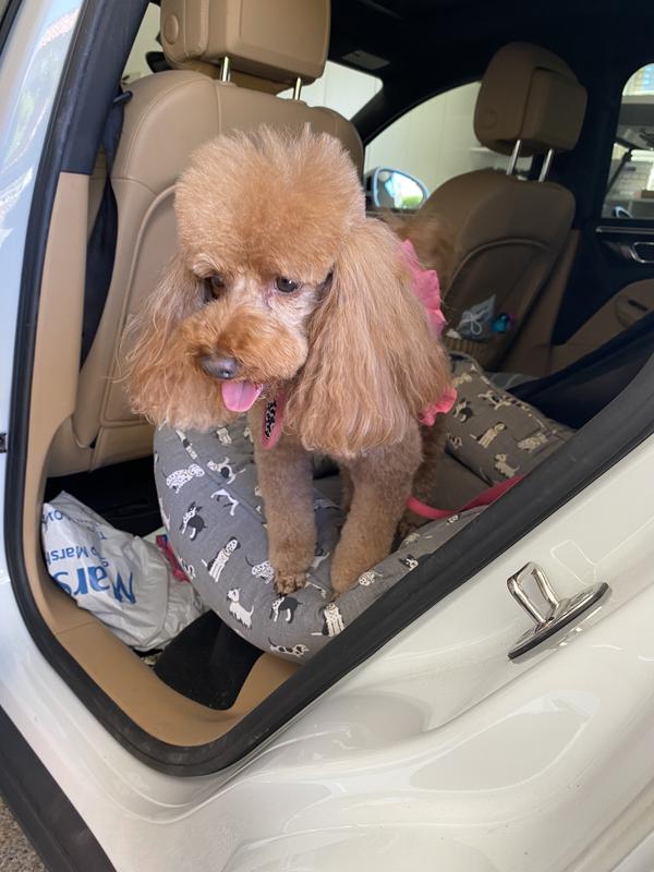 My lucky poodle loves it