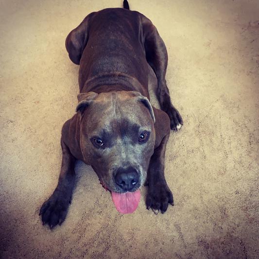 Waiting for his Natures Logic food