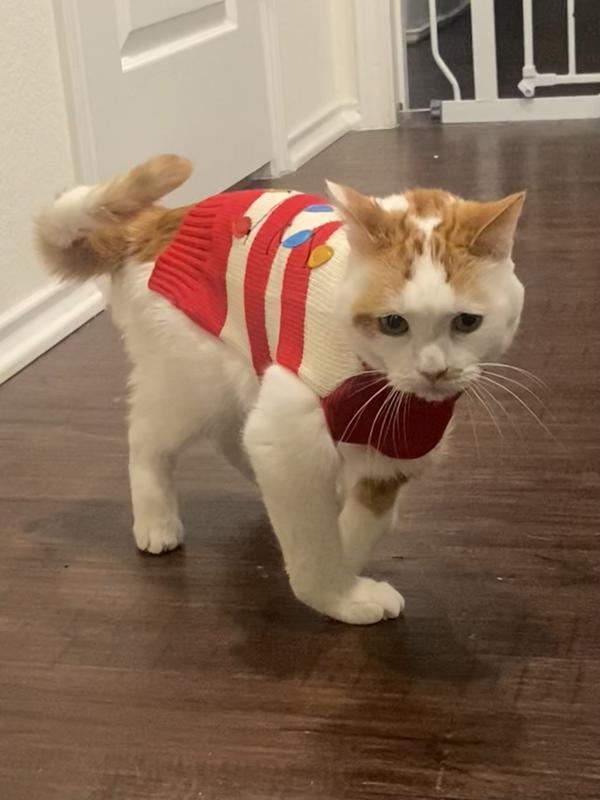 7lb cat. X small is a bulit snug