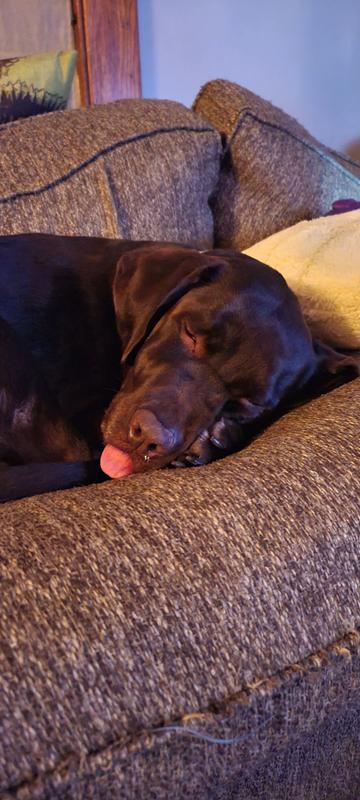 Our Derpy Dog Erza!