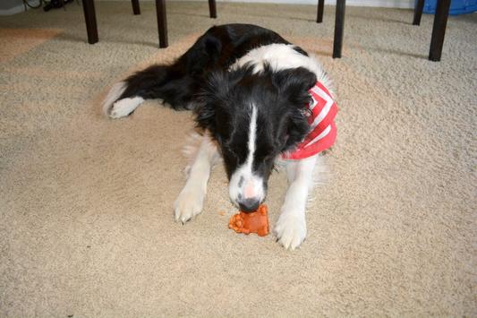 Hedgehog treat Oakley rose
