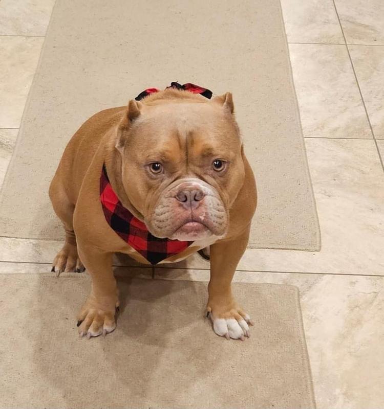 Grand fur baby loves his buffalo plaid bandana!