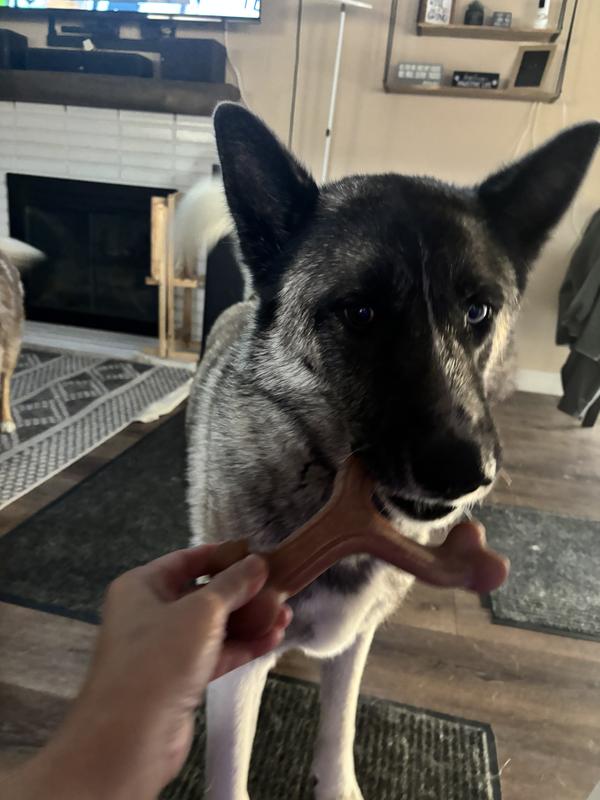 A Long-Lasting Chew That Truly Delivers