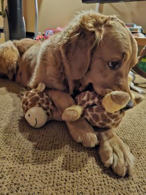 Niko luvs his Chewy Giraffe