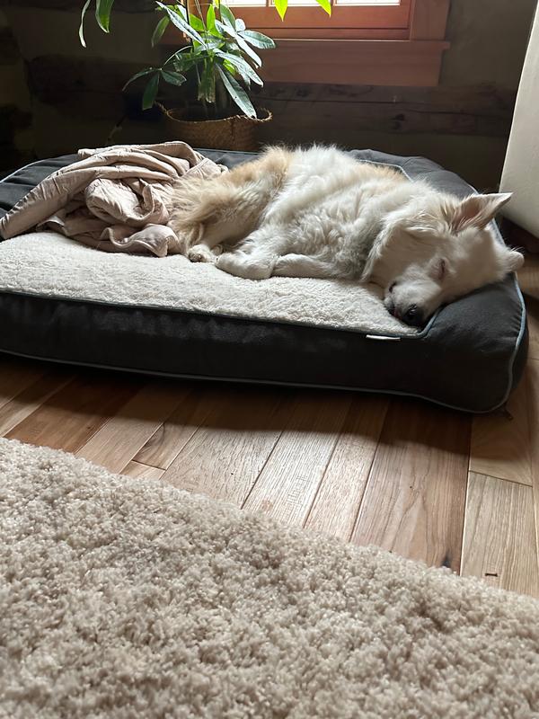 For XXL bed size reference: 40 lb Double Merle Aussie (plenty of room)
