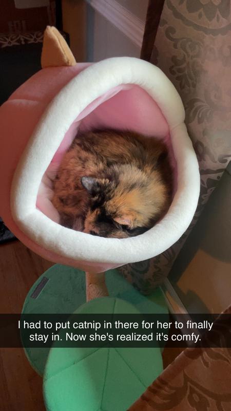 The literal only time my cat went inside the mouth