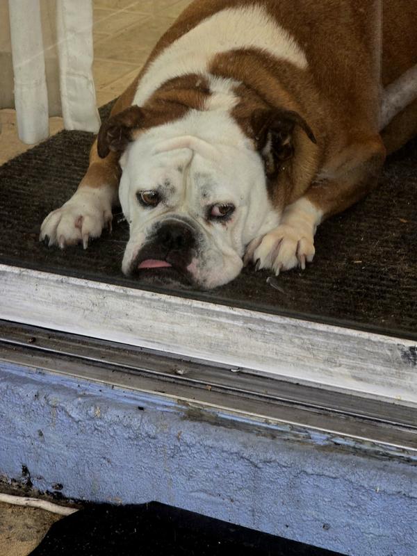 Ellie Mae disgruntled after bath