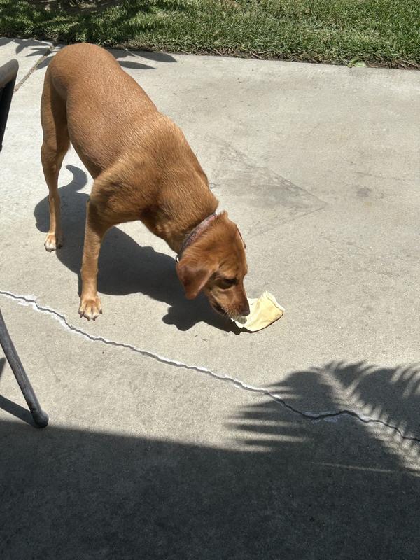 It’s so big I need to hold it down to eat. Yum!