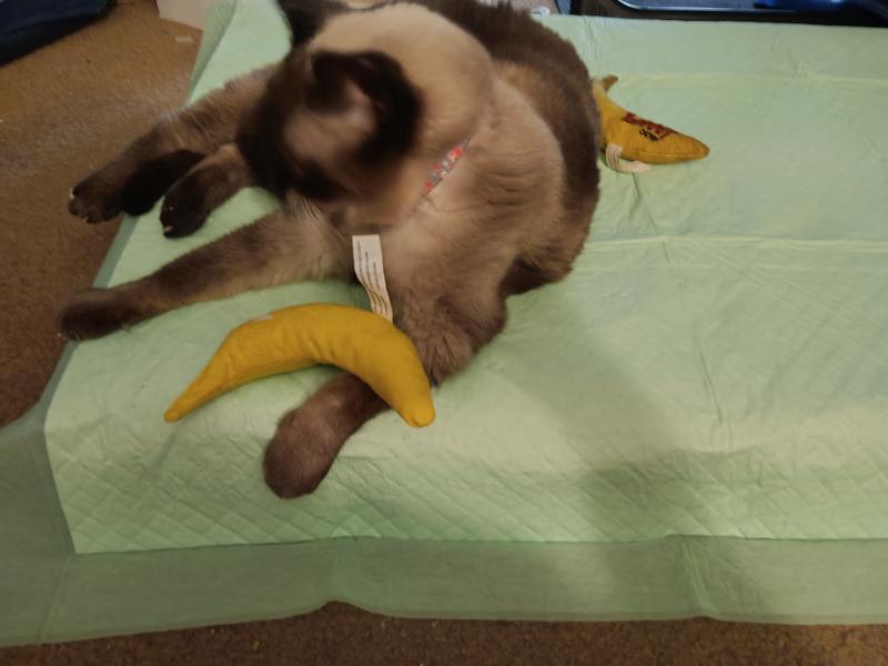 YEOWWW! Catnip Yellow Banana Cat Toy, 3 count