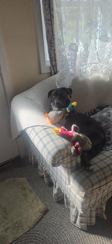 Lady J w/ her Ducky family