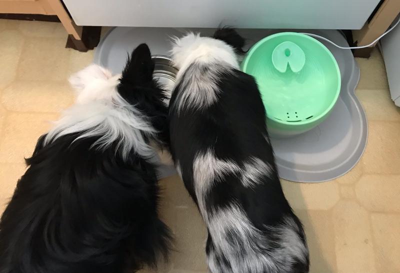 OMEGA PAW Hungry Pet Bone Mat for Dogs & Cats