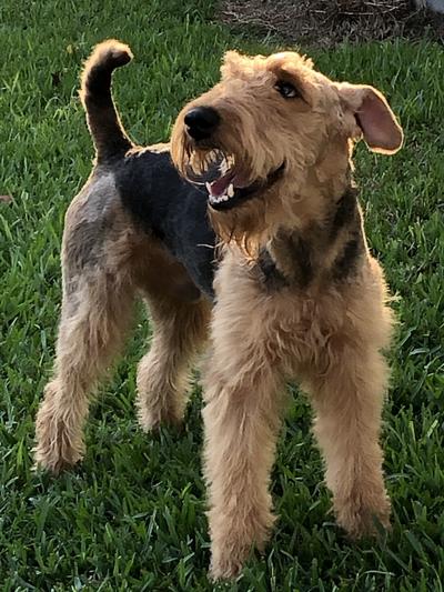 pose and smile, OK Here I am. Levi Wrecks 100% Airedale.