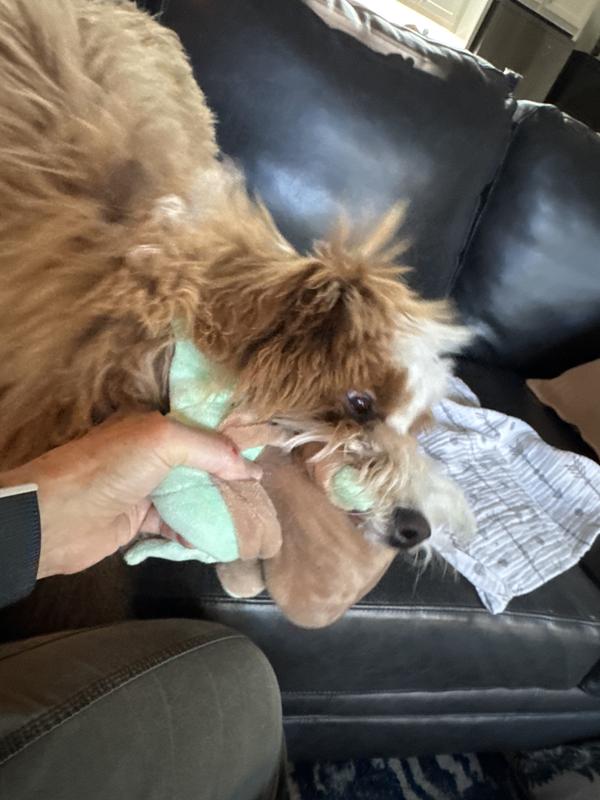 Saving my hand from puppy chew