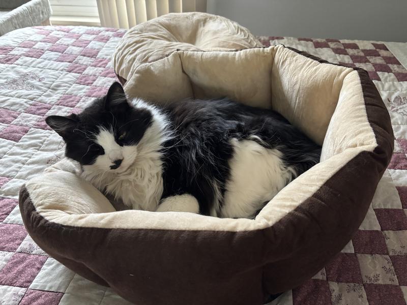 This is where he goes for serious sleeping.