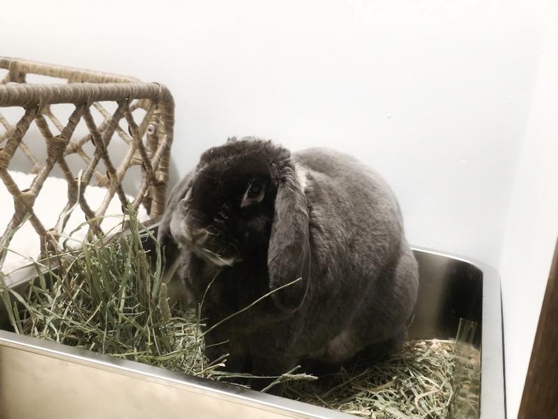 Nibbling on some 2nd cutting hay