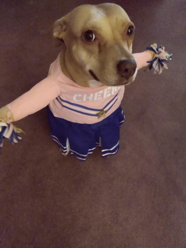 Dallas Cowboys Cheerleader Dog Dress  Dog cheerleader, Dog cheerleader  costume, Dallas cowboys dog