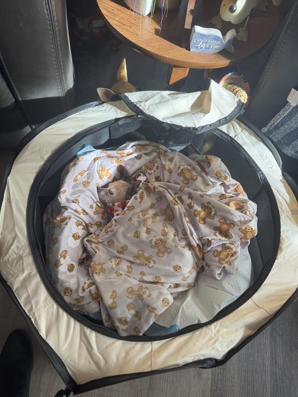 Spanky Thanksgiving knocked out all day. Didn’t even wake to steal some turkey!