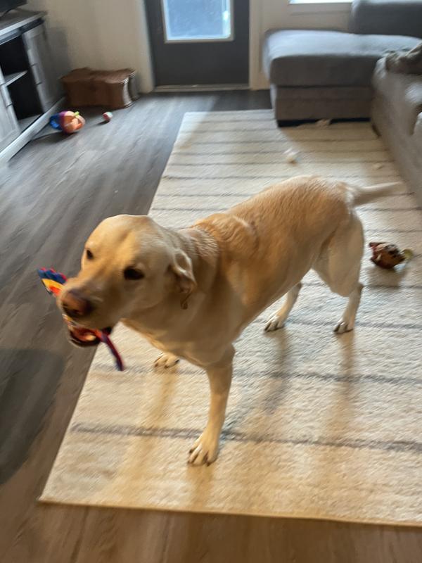 Koda is a 75 pound yellow lab.