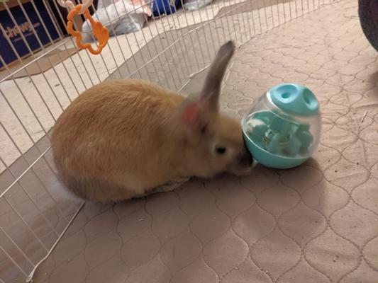 Binx and his "Weeble"