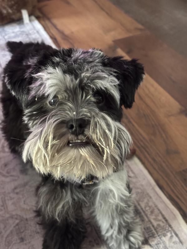 Violet enjoyed snacking on the pads more than she wanted to use them for potty.