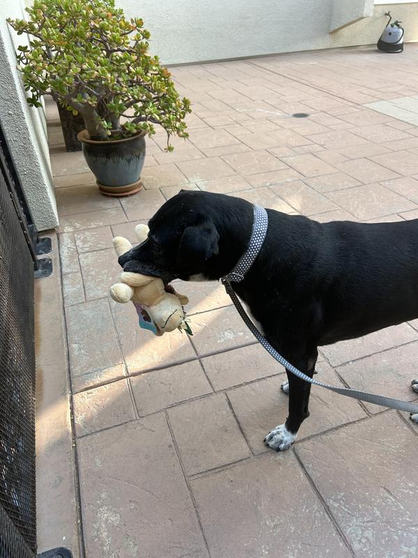 Ready for action in his favorite leash/collar combo