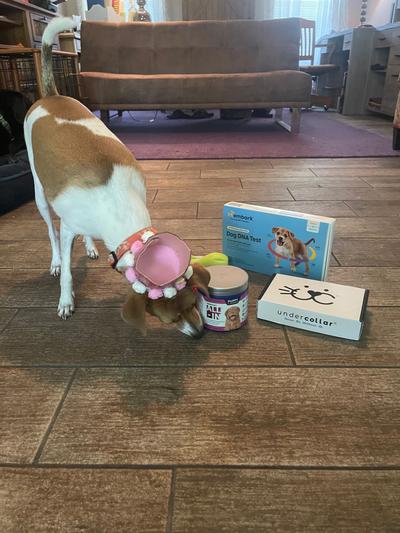 Tulip's first birthday with her birthday presents