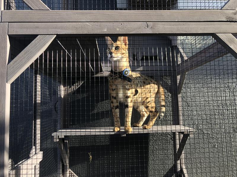 Chewy catio clearance