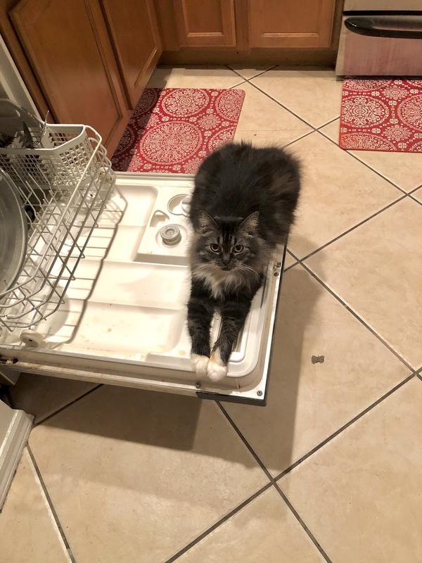 In the dishwasher