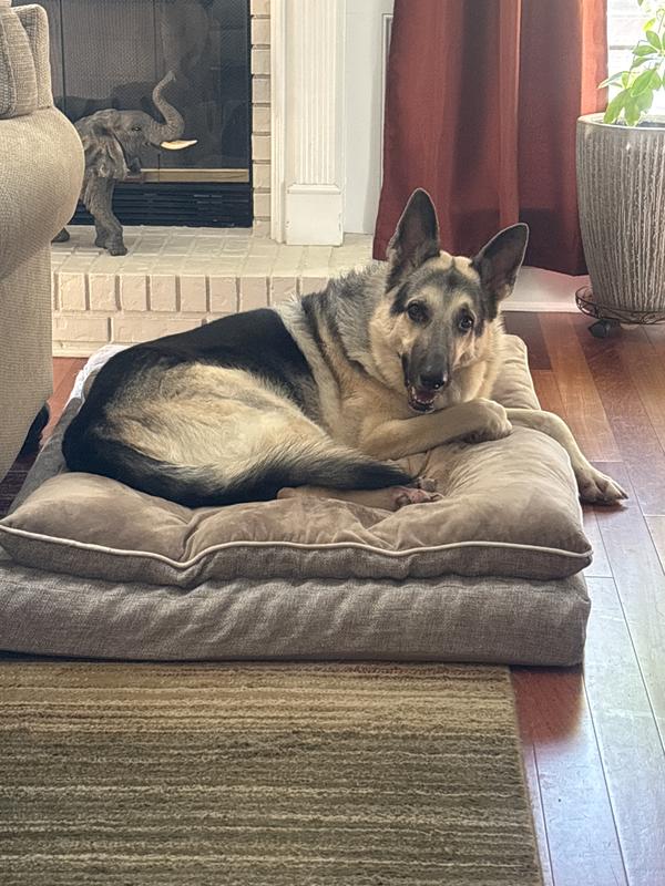 Rocky relaxing