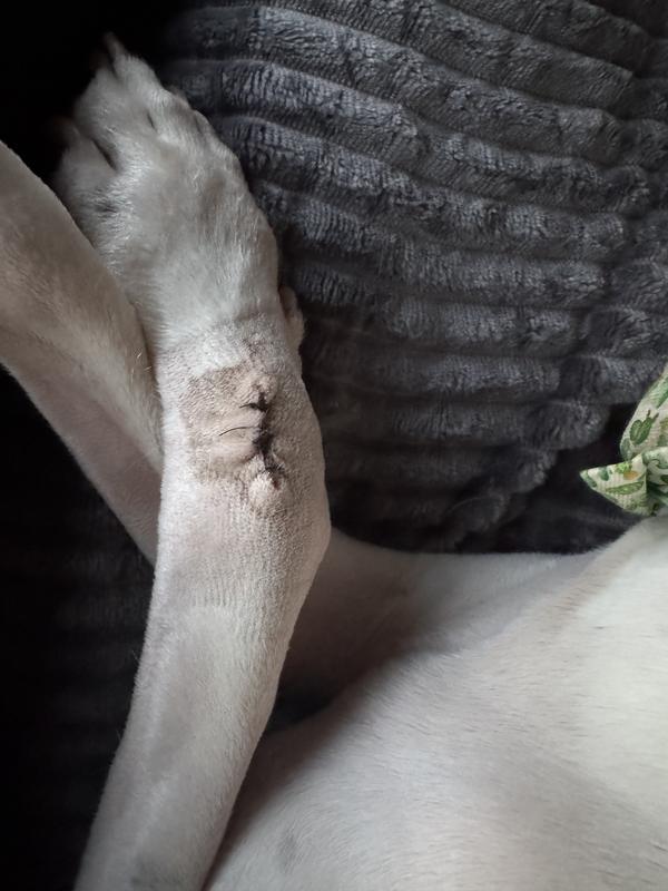 Wound for purposes of seeing location.