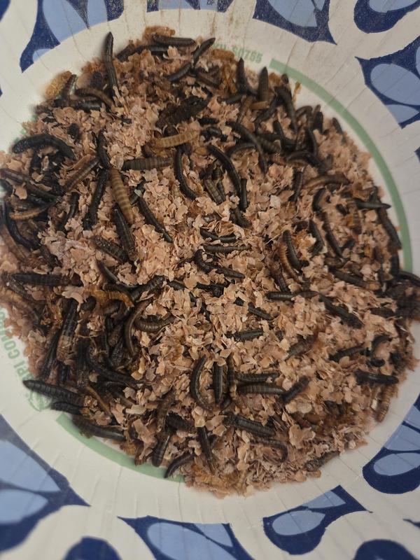Several Dead worms