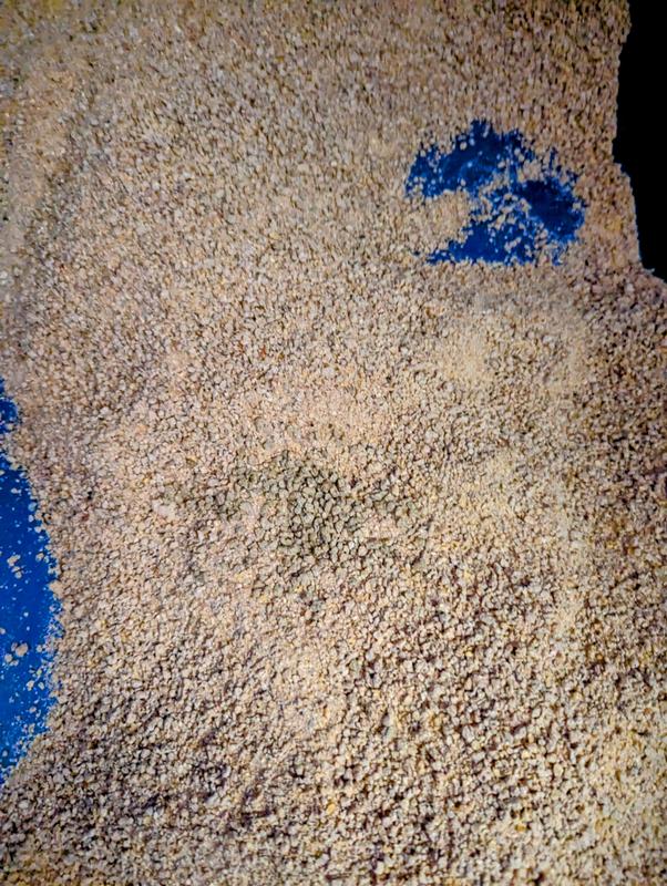 Pellets on top of Nature's Miracle litter