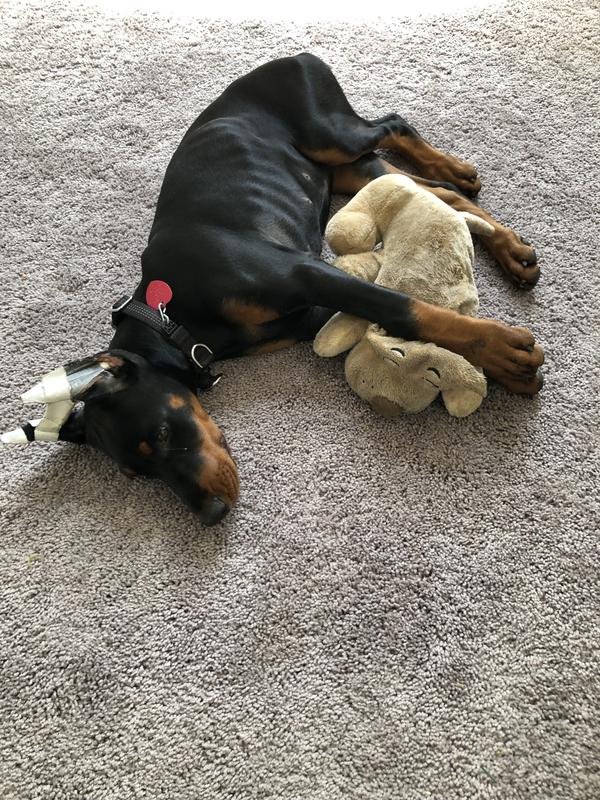 It helps with puppy anxiety, emulates a litter mate.