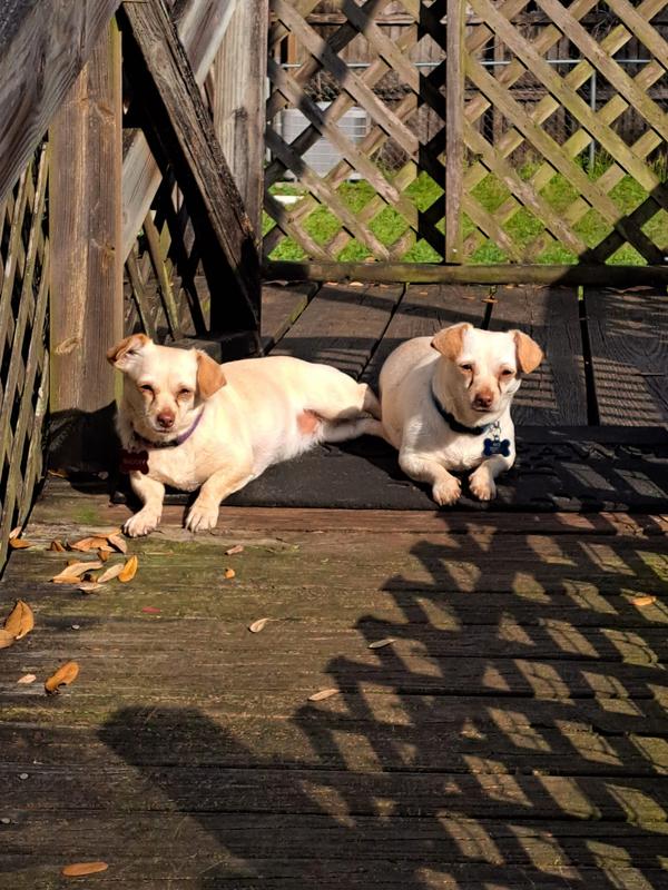 I call these 2 the Ninja's, lol. Snoopy and Peanut foster's from Ayla's Aces. Were never socialized and are getting better every day!