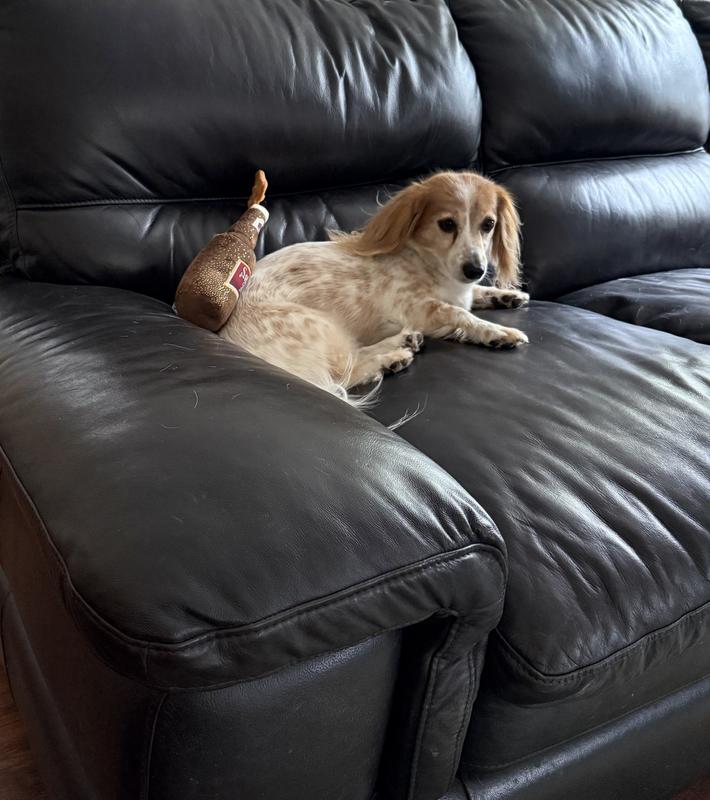 Two dogs both find it intriguing