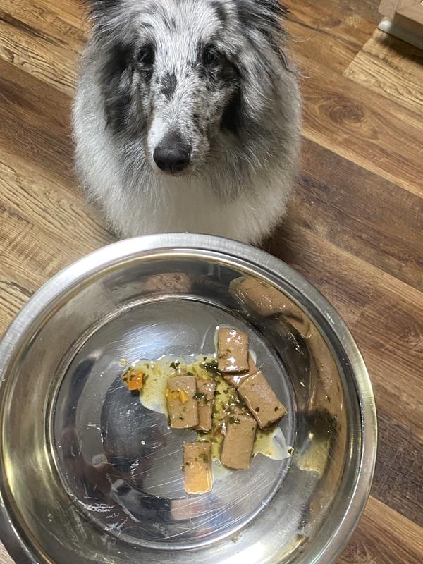 Dog with food