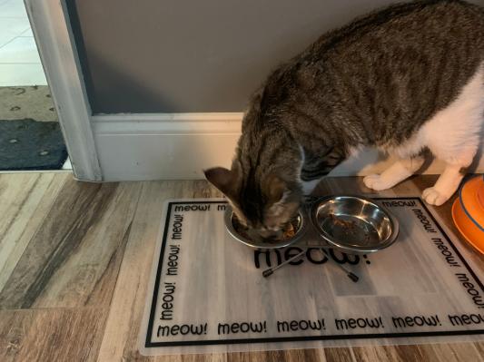 Petrageous Designs Grumpy Cat Food & Water Placemat - Feeders Pet Supply