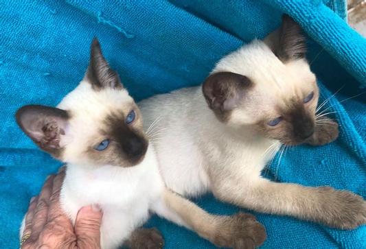 Gotier Siamese love Weruva Press Your Lunch cat food!