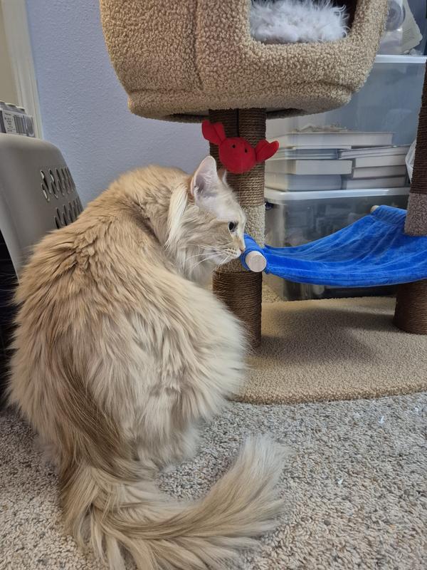 Gibbs the cat  he enjoys checking out tiki hut before playing  with it each day.