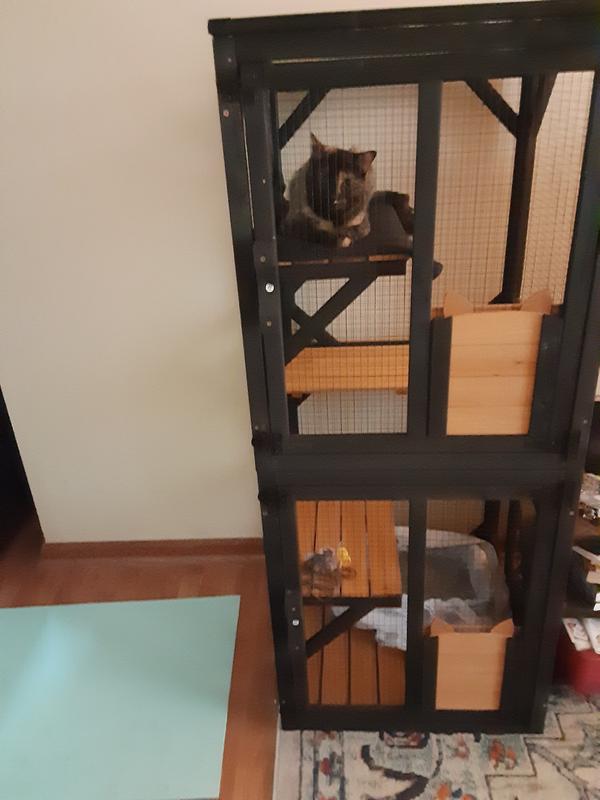 Now my 3 dogs can be in my TV room with my new rescue cat