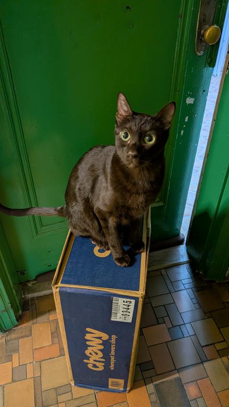 Maximus on top of his world!