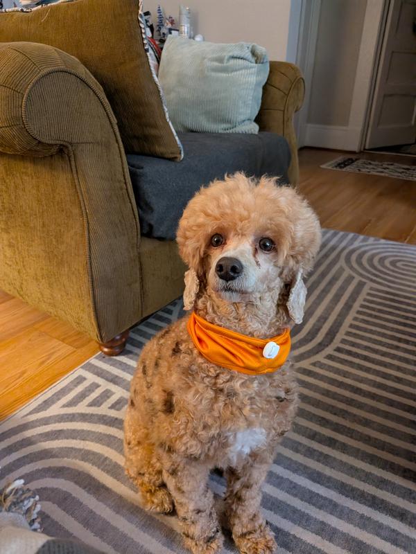 Clasp is easy to use if tightening is needed