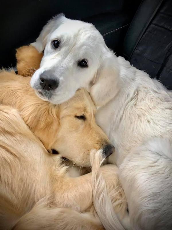 This is Amber and Sadie
