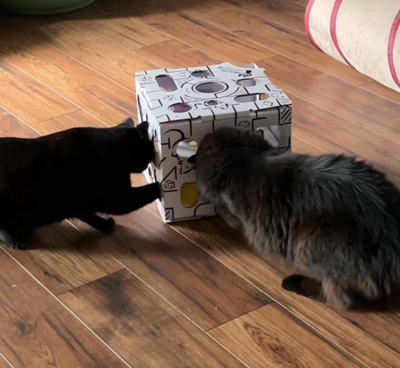 CAT AMAZING SLIDERS Interactive Treat Hunt Puzzle Toy Maze Indoor Cats  B07VG7SJL