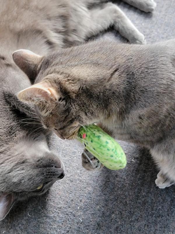 My cats Toulouse and Duchess absolutely love it!