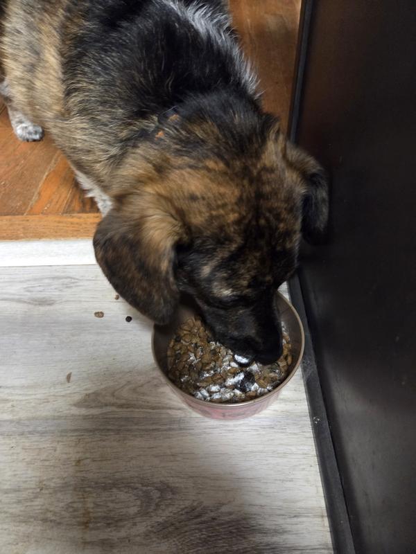 Whiskey eating (first try where we just sprinkled over top - they eat it better when mixed in)