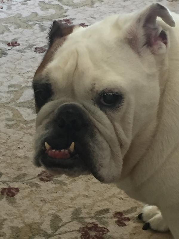 My Bella Lived to be 13!